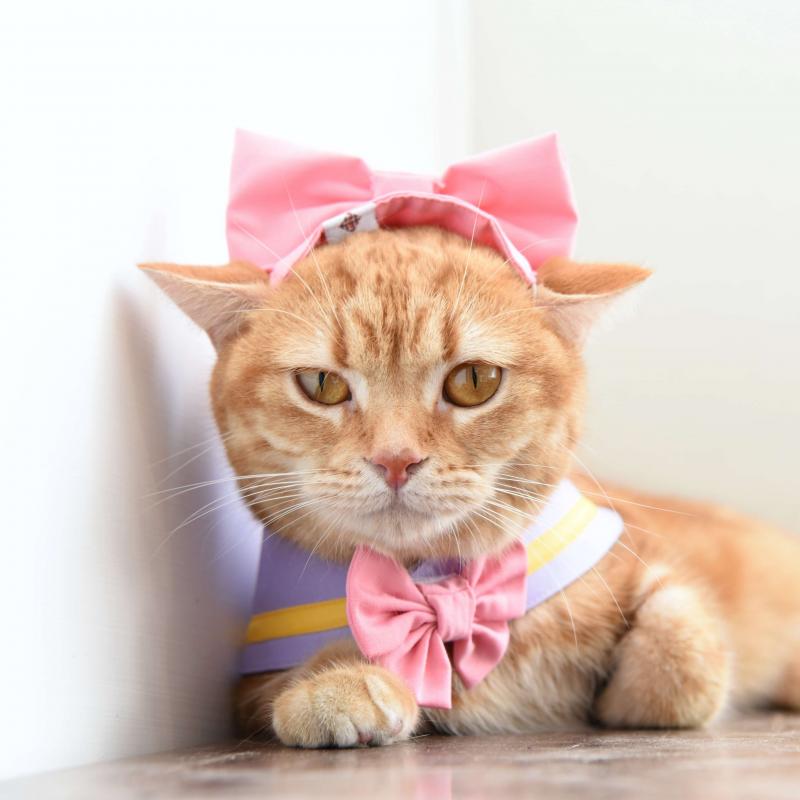 貓咪-黛絲海軍領（含蝴蝶結頭飾）