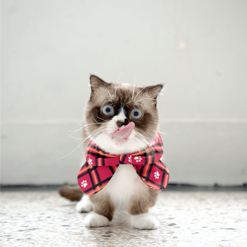 偷心桃紅--貓咪蝴蝶結領巾