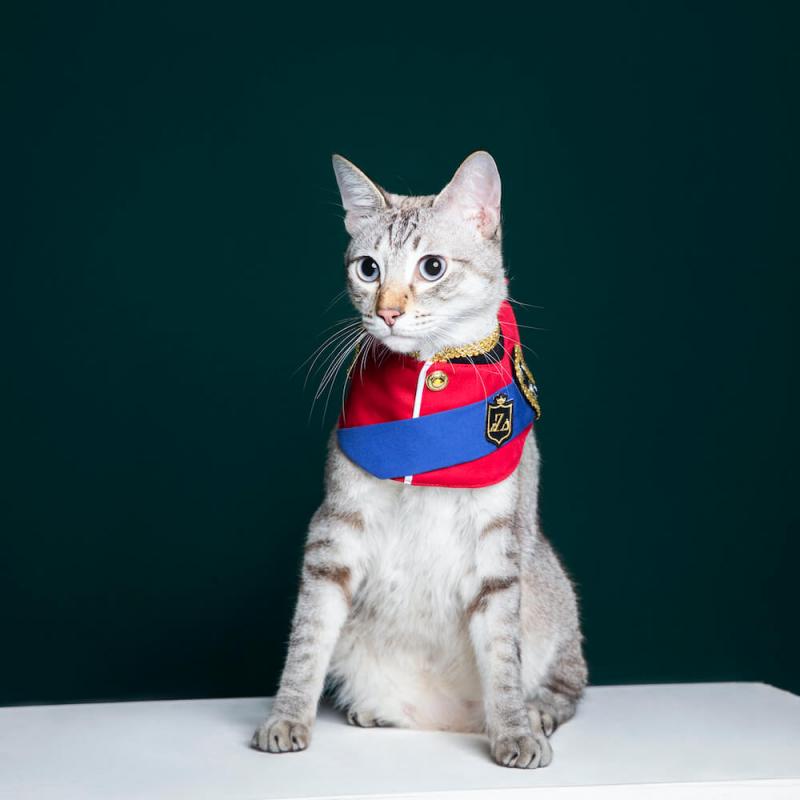  貓咪--皇家王子軍禮服