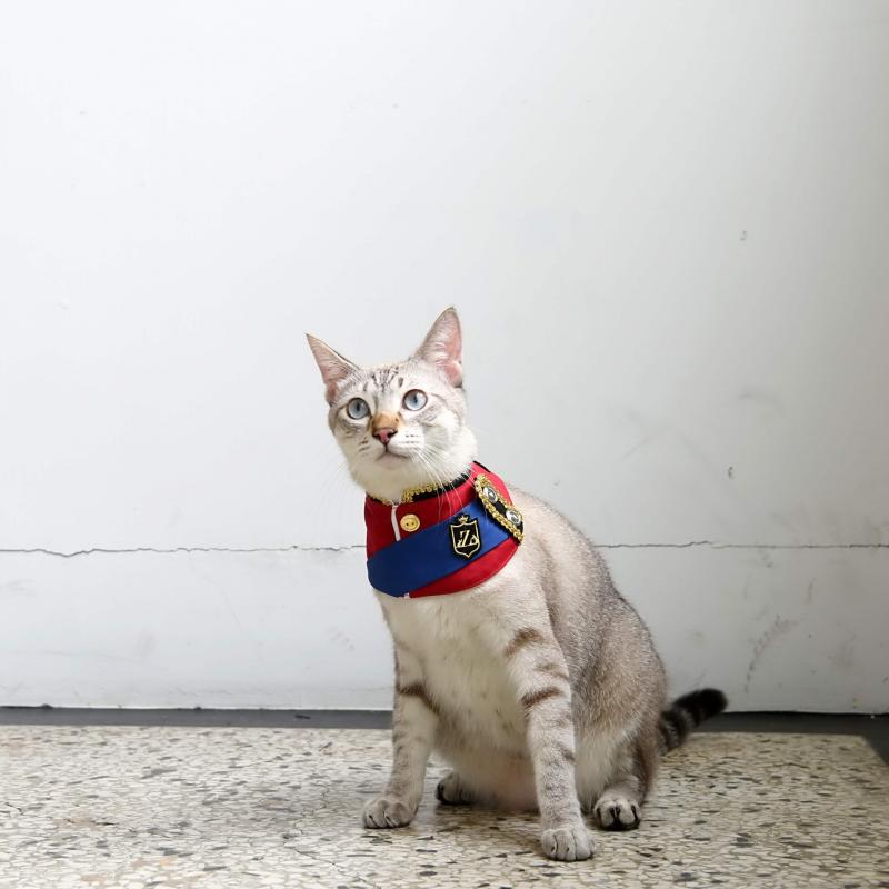 貓咪--皇家王子軍禮服