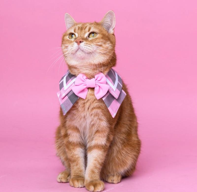 貓咪夏洛特蝴蝶領-粉紅