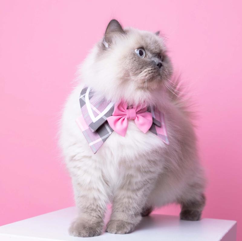 貓咪夏洛特蝴蝶領-粉紅
