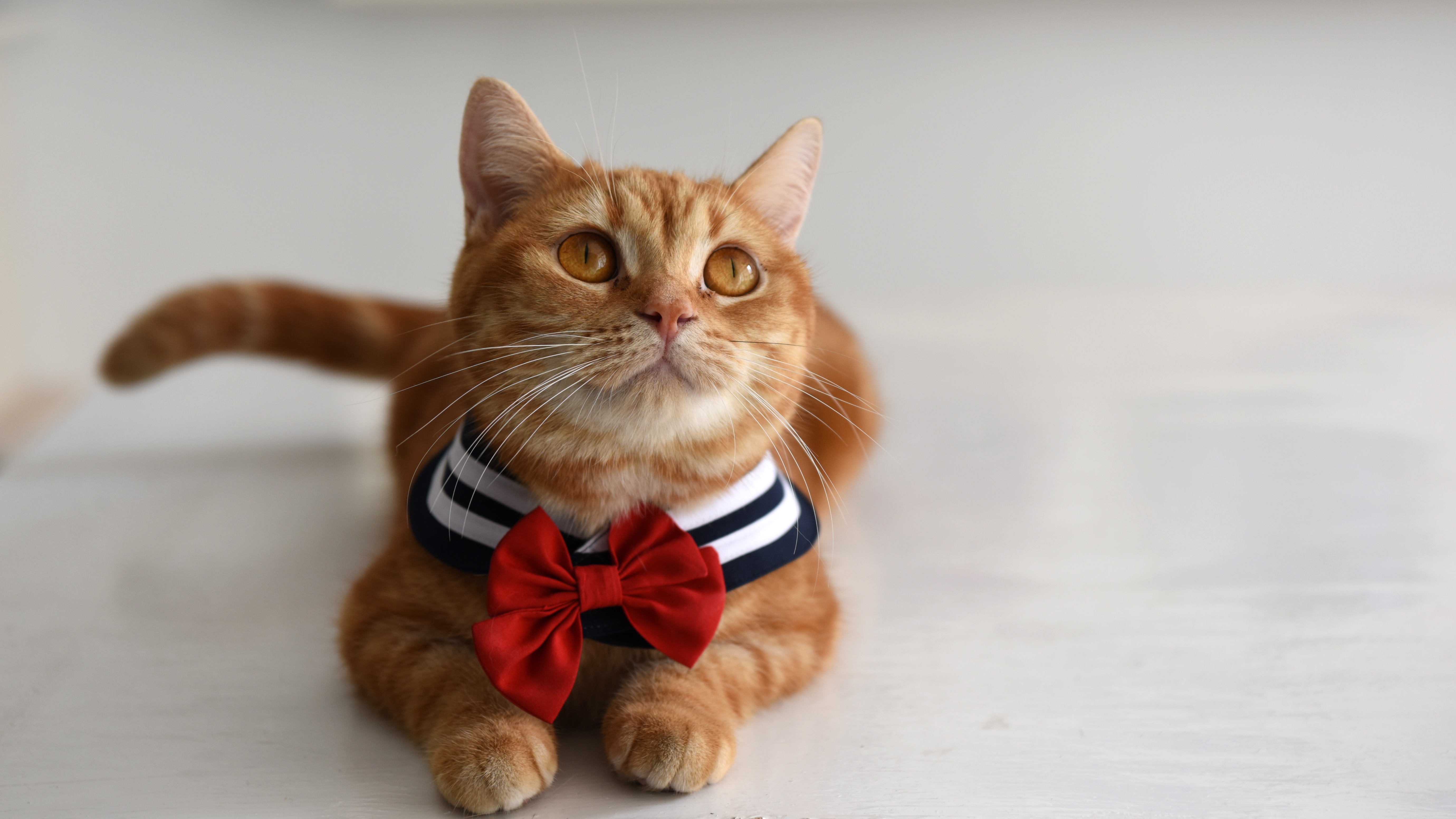 貓咪水手領